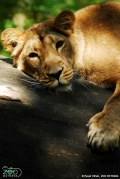 Lev indický