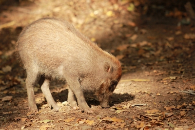 Prase visajánské, foto P. Vlček