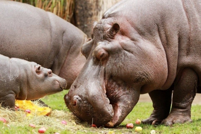 Od tej pory w Zoo Ostrava urodziło się w sumie 32 hipopotamów (udało się odchować 18 z nich).