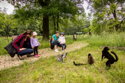 W poniedziałek 15 sierpnia o godz. 15:30 zapraszamy na pokazowe karmienie lemurów w języku polskim na wyspie Raj Lemurów koło restauracji 