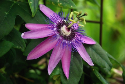 Passiflora alata