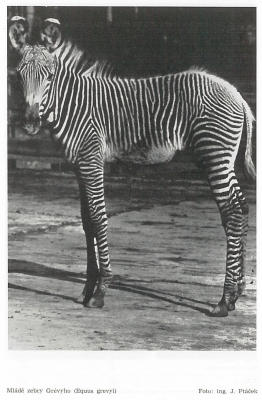Mládě zebry Grévyho - prvoodchov (foto J. Ptáček, naskenováno z výroční zprávy 1976)