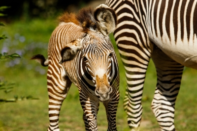 Mládě narozené 3. 7. 2020, matkou je jedna ze samic dovezená ze Zoo Berlín