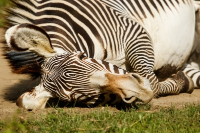 Zebra Grévyho