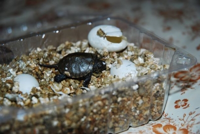 Mládě želvy bahenní
