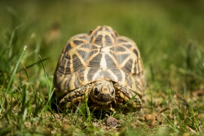 żółw gwiaździsty