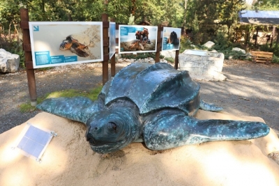 model żółwia skórzastego 