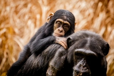szympansy w pawilonie Ewolucji