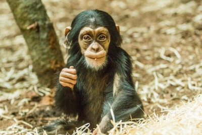 szympansiątko w Pawilonie ewolucji 