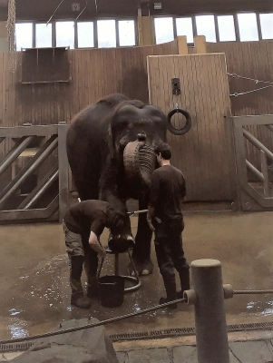 higiena słoni