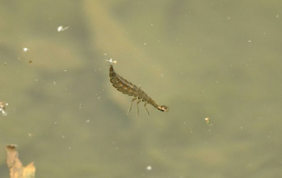 Larva potápníka rýhovaného