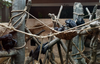 szympans długowłosy