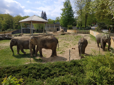 grupa słoni - a między nimi  samczyk z matką