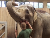 Chov slonů v Zoo Ostrava