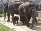 Sloní rodina venku