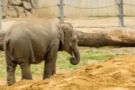 Sloní samička Sumitra uhynula