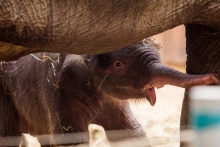 Aktuality o sloním mláděti