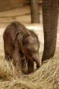 Informace o úhynu sloního mláděte - samečka - aktuální situace 6.5.2011, 10:30 hod.