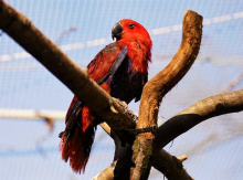 barwnica papuaska samica