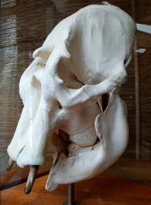 czaszka słonia indyjskiego