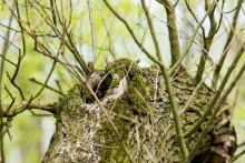 Vrba bílá (Salix alba)