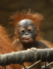Mládě orangutana, foto: Matzke