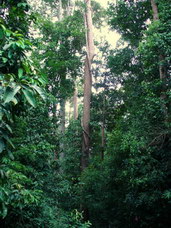 Deštný prales na Borneu.Foto: Constanze Melicharek