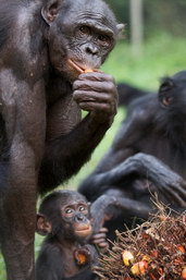 Bonobo, Demokratická republika Kongo, foto: Eva Gross