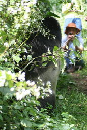 Ekoturistika - pozorování goril ve volné přírodě, foto: Constanze Melicharek