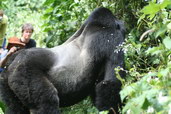Ekoturistika - pozorování goril ve volné přírodě, foto: Constanze Melicharek