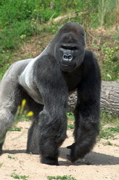 Gorila západní nížinná. Foto: Bristol Zoo.