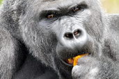 Gorila západní nížinná v Zoo Bristol. Foto: Shaun Thompson.