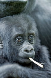 Mládě gorily západní nížinné Foto Istvan Vidakovits