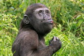 Gorila, foto: Tomasz Rusek