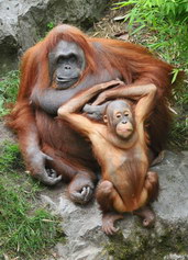 Orangutani Temmy a Ito ve Westfälischer Zoologischer Garten v Münsteru. Foto: Matzke.