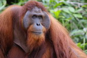 Orangutan bornejský ve volné přírodě. Foto: Jean Kern. 