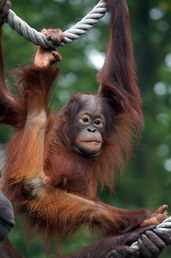 Mladý orangutan, foto: Jean Kern