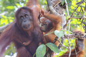 Orangutan bornejský ve volné přírodě. Foto: Jean Kern. 