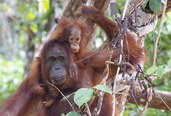 Orangutan bornejský ve volné přírodě. Foto: Jean Kern.