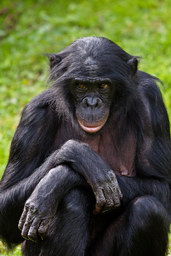 Bonobo v Planckendael. Foto: Tomasz Rusek. 