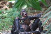 Bonobo v provincii Equateur, Demokratická republika Kongo. foto: Renaud Fulconis