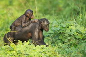 Bonobo v provincii Equateur, Demokratická republika Kongo. foto: Renaud Fulconis
