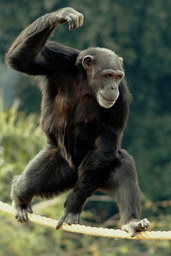 Šimpanz, foto: Massimiliano di Giovanni