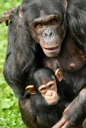 Šimpanz, foto: Pavel Vlček