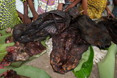 Bushmeat trh, Demokratická republika Kongo. Foto Renaud Fulconis