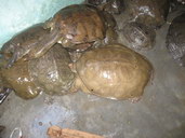 Zabavené ulovené želvy. Foto: WCS Huakung Myanmar Programme