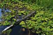 Krokodýl siamský; mokřad Mesangat. Foto: Agata Staniewicz