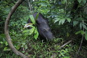 Nosorožec sumatránský. Foto: Yayasan Badak Indonesia