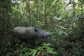 Nosorožec sumatránský. Foto: Yayasan Badak Indonesia