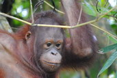 Orangutan bornejský. Foto: Jonathan Kelly
